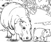 Coloriage Hippopotame et son petit dans l'eau