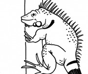 Coloriage et dessins gratuit Iguane terrestre à imprimer