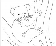Coloriage Koala en mangeant sur l'arbre