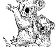 Coloriage Koala et son petit au crayon