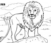 Coloriage Lion 23
