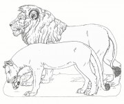 Coloriage Lion 27