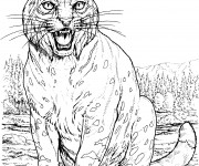 Coloriage Image de Lynx