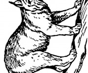 Coloriage et dessins gratuit Lynx au crayon à imprimer