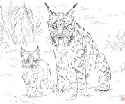 Coloriage Lynx et son bébé