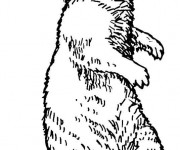 Coloriage et dessins gratuit Marmotte au crayon à imprimer