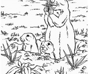 Coloriage et dessins gratuit Marmotte et ses petits à imprimer