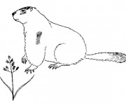Coloriage et dessins gratuit Marmotte facile à imprimer