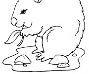Coloriage et dessins gratuit Marmotte mange à imprimer