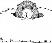Coloriage Marmotte sort sa tête