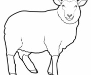 Coloriage Mouton vecteur