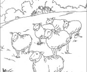 Coloriage Moutons en plein air