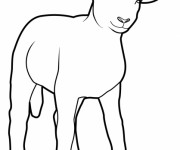 Coloriage et dessins gratuit Petit Mouton à imprimer
