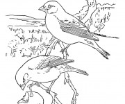 Coloriage et dessins gratuit Oiseau au crayon à imprimer