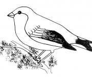 Coloriage et dessins gratuit Oiseau en noir et blanc à imprimer