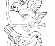 Coloriage et dessins gratuit Oiseaux exotiques à imprimer