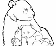 Coloriage et dessins gratuit Panda et son petit à imprimer
