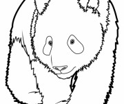 Coloriage et dessins gratuit Panda géant facile à imprimer