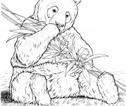 Coloriage et dessins gratuit Panda réaliste à imprimer