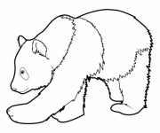 Coloriage et dessins gratuit Un gros Panda à imprimer