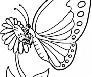 Coloriage et dessins gratuit Papillon couleur à imprimer