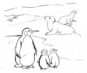 Coloriage Phoques et Pingouins