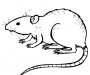 Coloriage et dessins gratuit Rat facile à imprimer