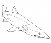 Coloriage et dessins gratuit Requin couleur à imprimer