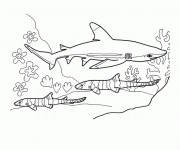 Coloriage Requin stylisé