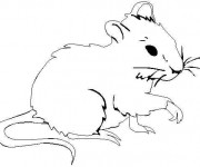 Coloriage et dessins gratuit Une souris à imprimer