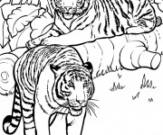 Coloriage Deux Tigres dans la nature