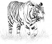 Coloriage et dessins gratuit Image de Tigre en noir à imprimer