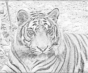 Coloriage Photo d'un Tigre en noir et blanc