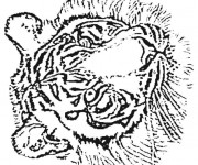 Coloriage Tête de Tigre au crayon