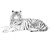 Coloriage et dessins gratuit Tigre au crayon à imprimer