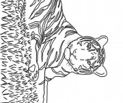 Coloriage Tigre avec rayure