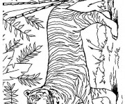 Coloriage et dessins gratuit Tigre dans la nature à imprimer