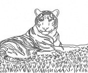 Coloriage Tigre en se reposant