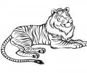 Coloriage Tigre ou Lion