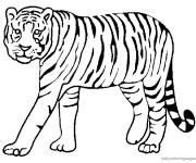 Coloriage et dessins gratuit Tigre rayé à imprimer