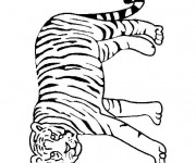 Coloriage Tigre se balade