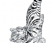 Coloriage Un beau Tigre