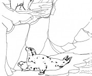 Coloriage Animaux polaires