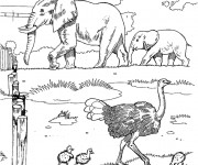 Coloriage Eléphants et autruche au Zoo