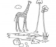 Coloriage et dessins gratuit La giraffe à imprimer
