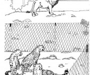 Coloriage et dessins gratuit Prédateurs dans le Zoo à imprimer