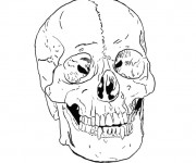 Coloriage et dessins gratuit Crâne mexicain facile à imprimer