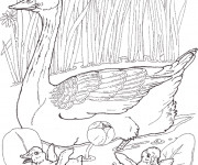 Coloriage et dessins gratuit Canard de Ferme dans l'eau à imprimer