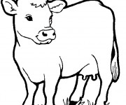 Coloriage Vache de Ferme vectoriel