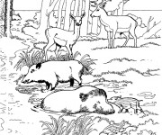 Coloriage et dessins gratuit Animaux de La Forêt au Zoo à imprimer